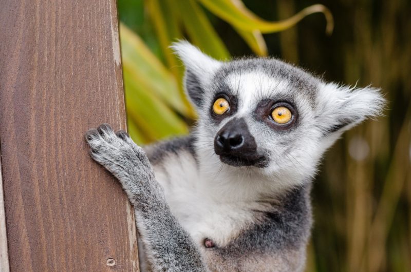 Lemur from Madagascar