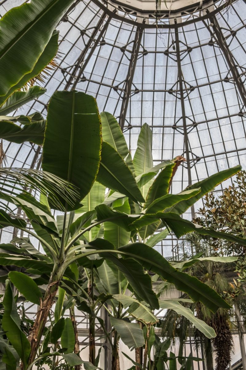 Allan Gardens Conservatory