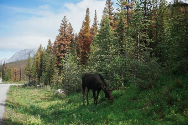 Summer Vacation: Jasper, AB