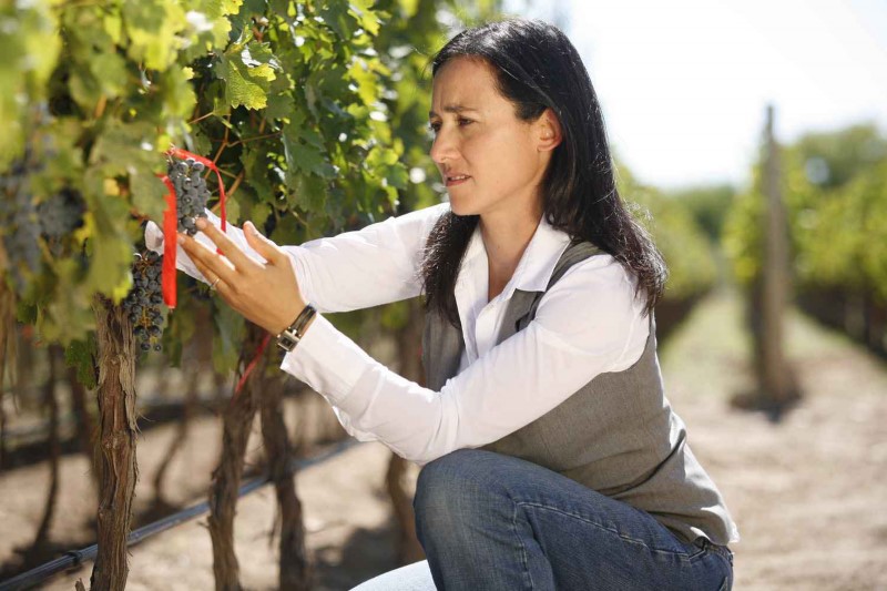 Catena: Picking Grapes