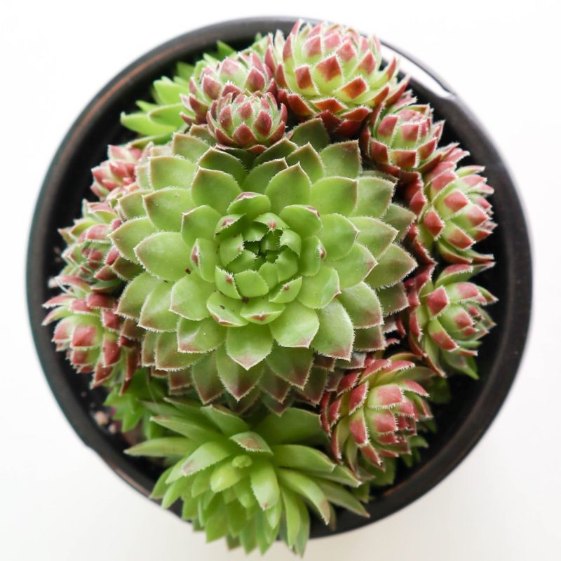 Reduce Stress with Home Office Plants and Succulents