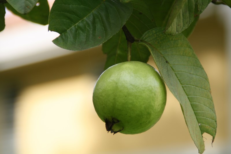 Hyaluronic Acid: Guava