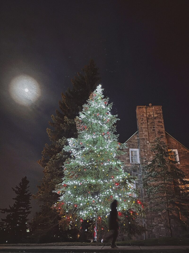 Photography Tips: Christmas Tree Outdoors