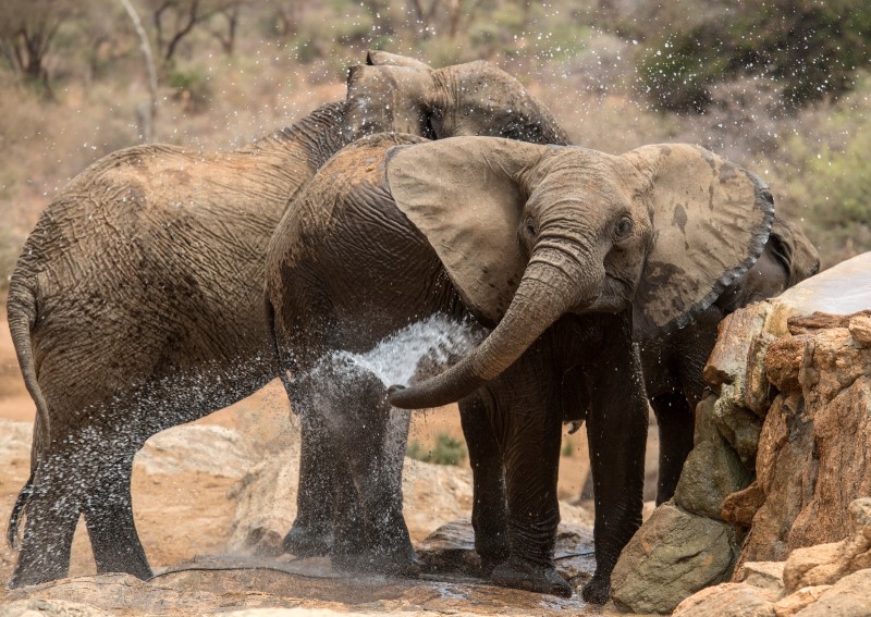 Elephant Bath