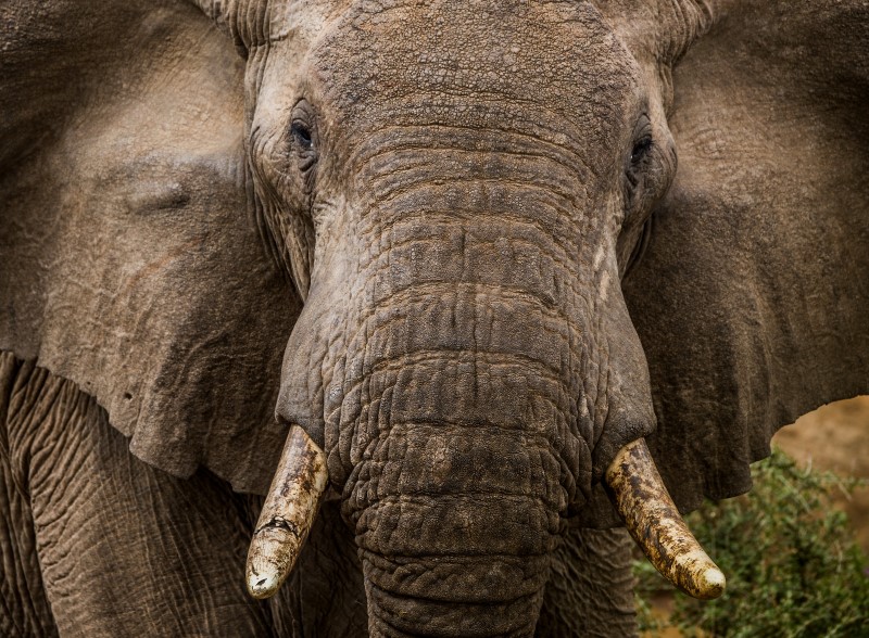 Filmmaker: Elephant Close up of Sarara