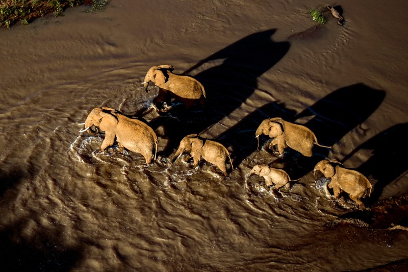 Elephants at Loisaba