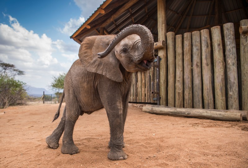 Elephants at Reteti