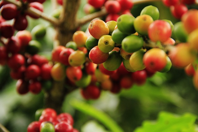 Coffee Beans