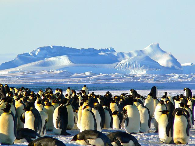 Antarctica: Emperor Penguins