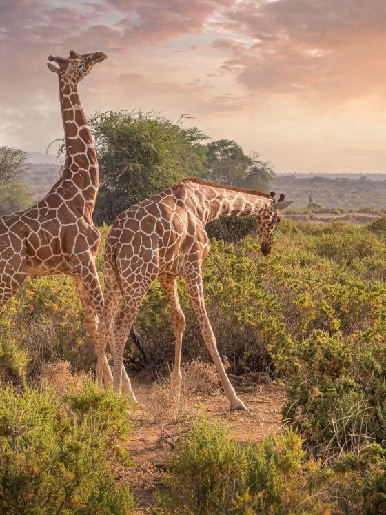 Safari in Kenya: Giraffes