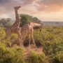 Safari in Kenya: Giraffes