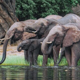 Nonprofit Organizations: Elephants drinking at water