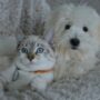 Pet Owner: Dog and Cat