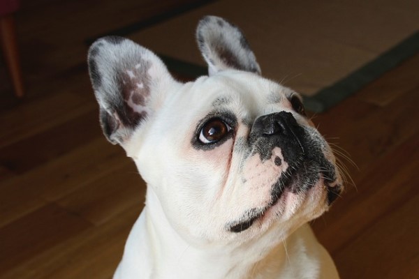 Pet Owner: French Bulldog