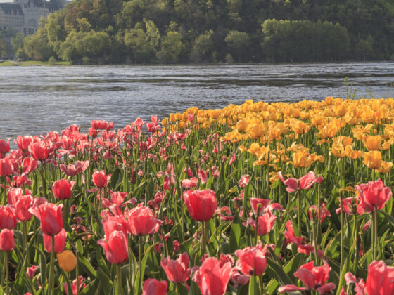 Most Popular Festivals in Canada: Ottawa's Tulip Festival