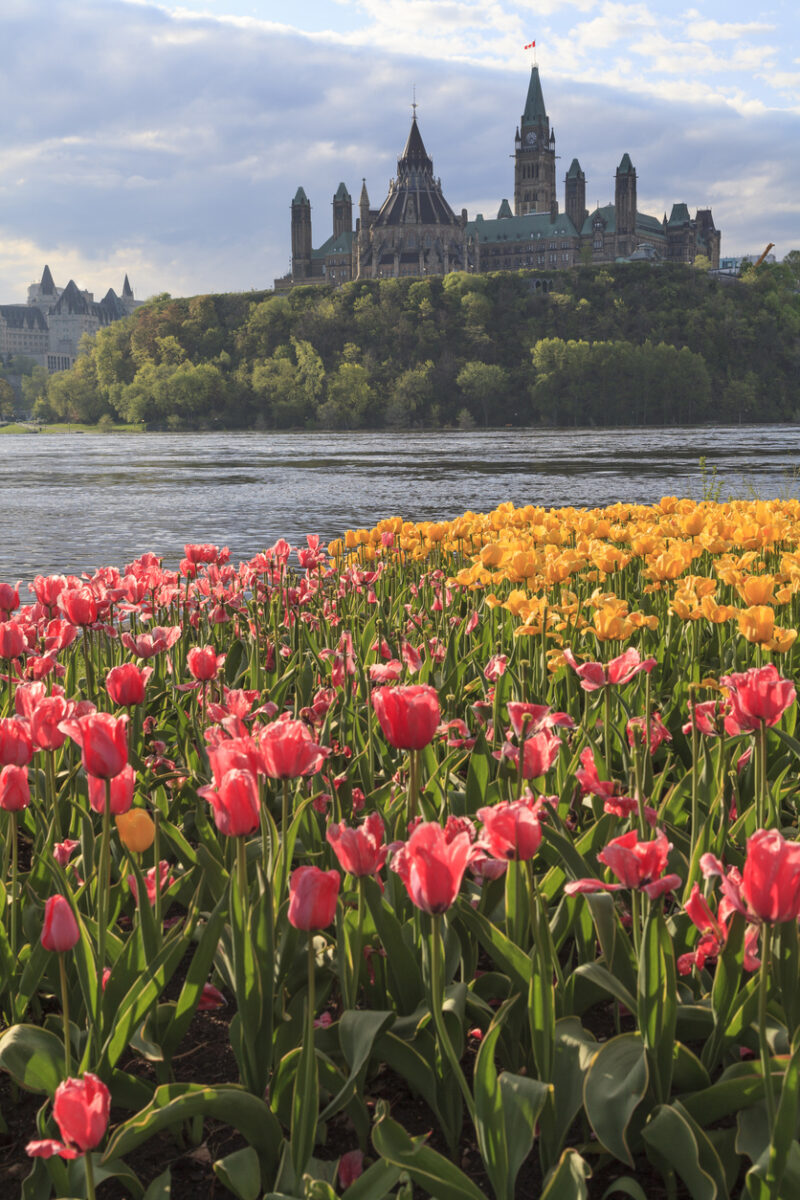 Most Popular Festivals in Canada: Ottawa's Tulip Festival