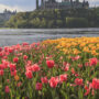 Most Popular Festivals in Canada: Ottawa's Tulip Festival
