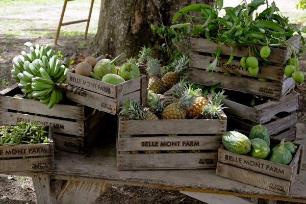 Crates of bananas, mangos and pineapple