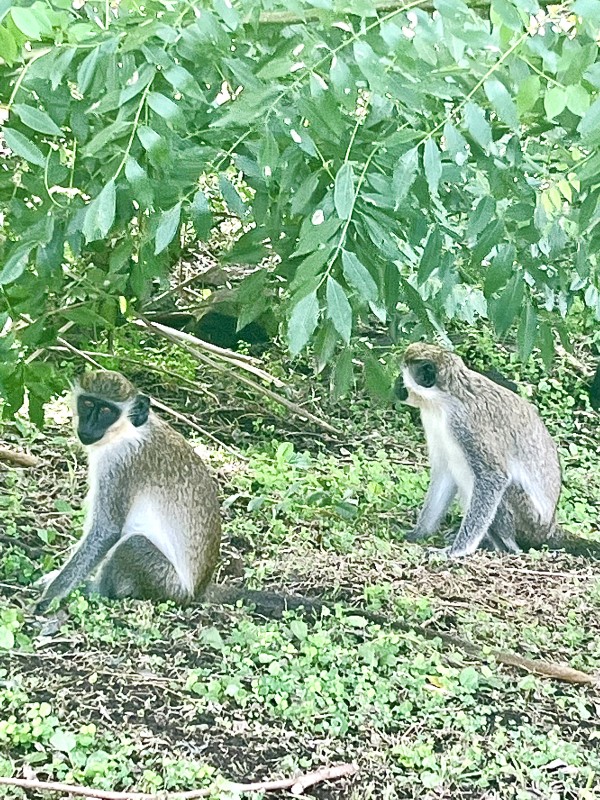 Monkeys at Belle Mont Farm