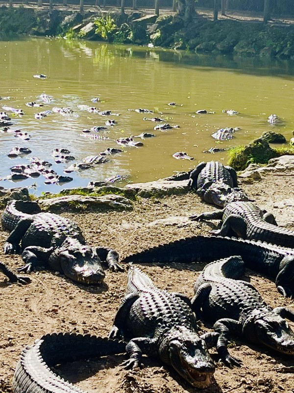 Miami-Dade County: Alligators in water