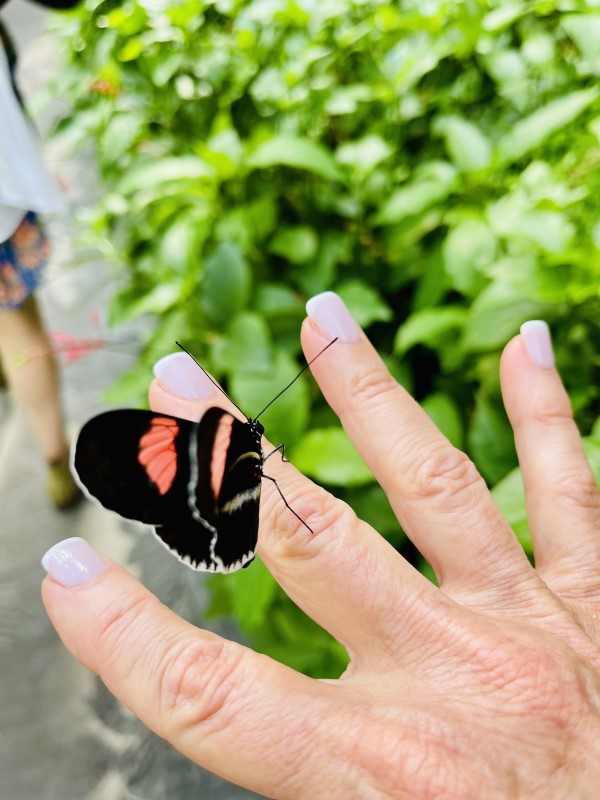 Butterfly on woman's hand