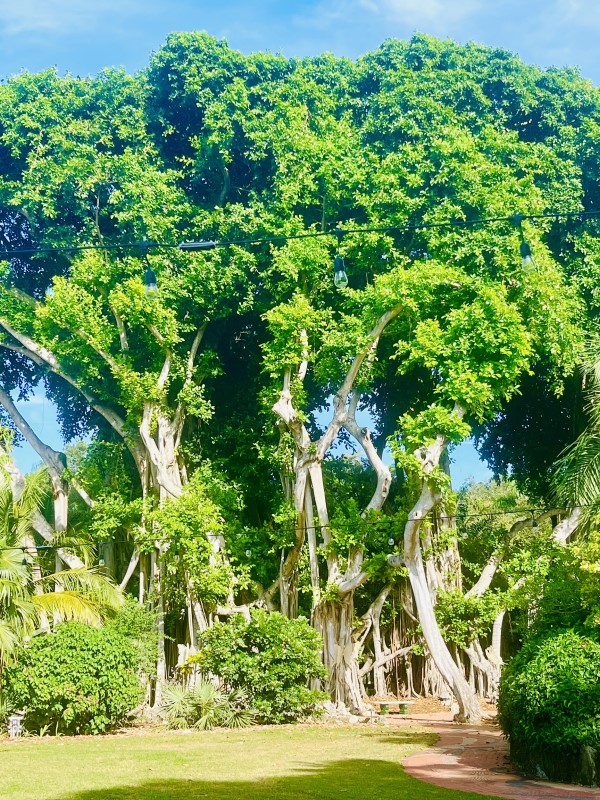 Miami-Dade County: Large tree at Pinecrest Gardens