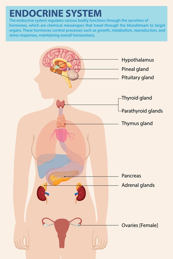 Pre-existing Conditions: Illustration of endocrine glands and their locations