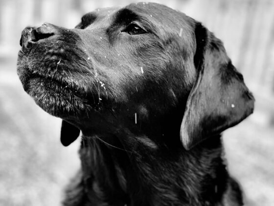 Duffy: Black Labrador Retriever in close up sitting out in the snow