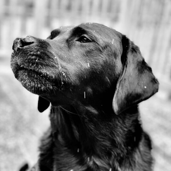 Duffy: Black Labrador Retriever in close up sitting out in the snow