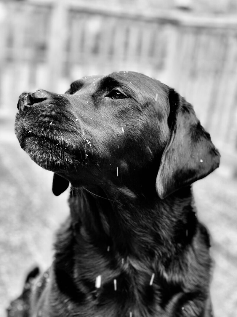 Duffy: Black Labrador Retriever in close up sitting out in the snow