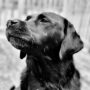 Duffy: Black Labrador Retriever in close up sitting out in the snow