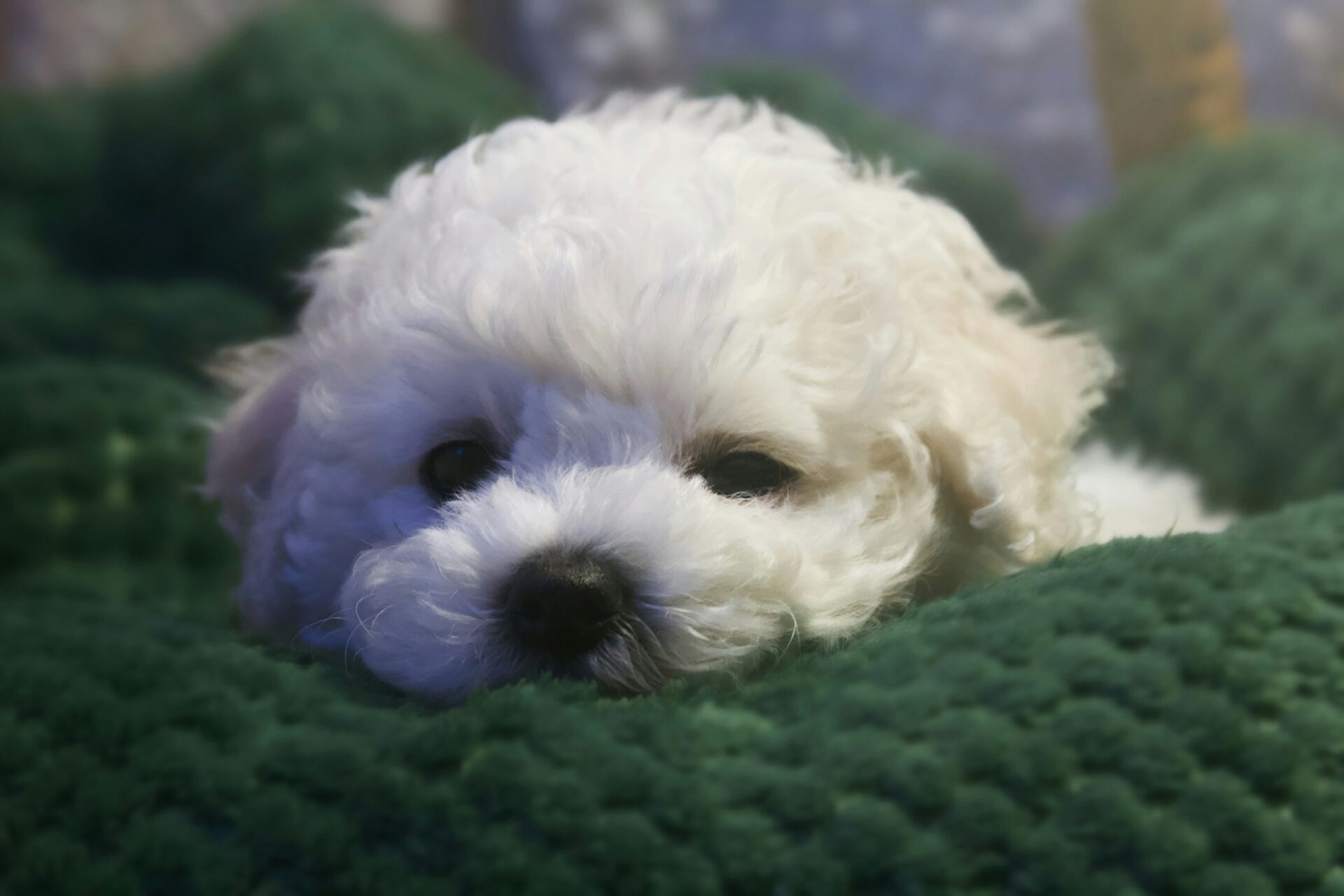 Bichon Frisé: White puppy closeup on a green pillow