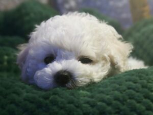 Bichon Frisé: White puppy closeup on a green pillow