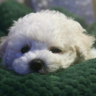 Bichon Frisé: White puppy closeup on a green pillow