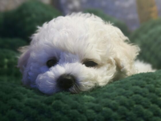 Bichon Frisé: White puppy closeup on a green pillow