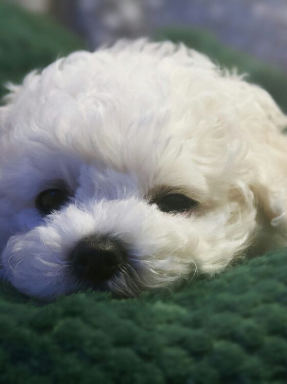 Bichon Frisé: White puppy closeup on a green pillow