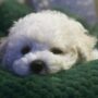 Bichon Frisé: White puppy closeup on a green pillow