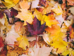 Fun Finds for Fall: Fallen maple leaves