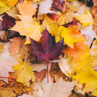 Fun Finds for Fall: Fallen maple leaves