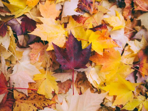 Fun Finds for Fall: Fallen maple leaves