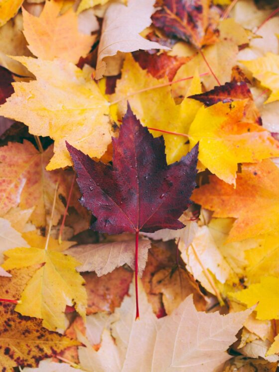 Fun Finds for Fall: Fallen maple leaves