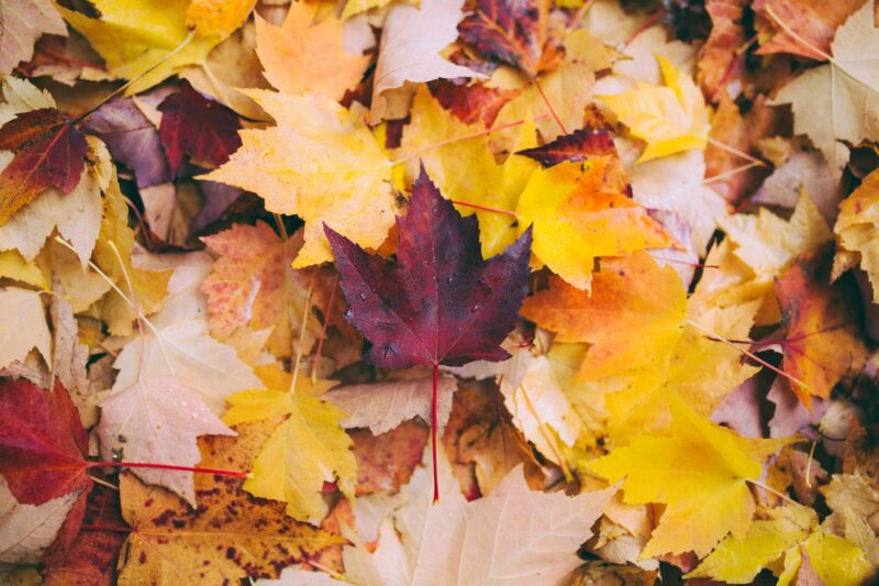 Fun Finds for Fall: Fallen maple leaves