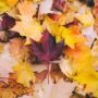 Fun Finds for Fall: Fallen maple leaves